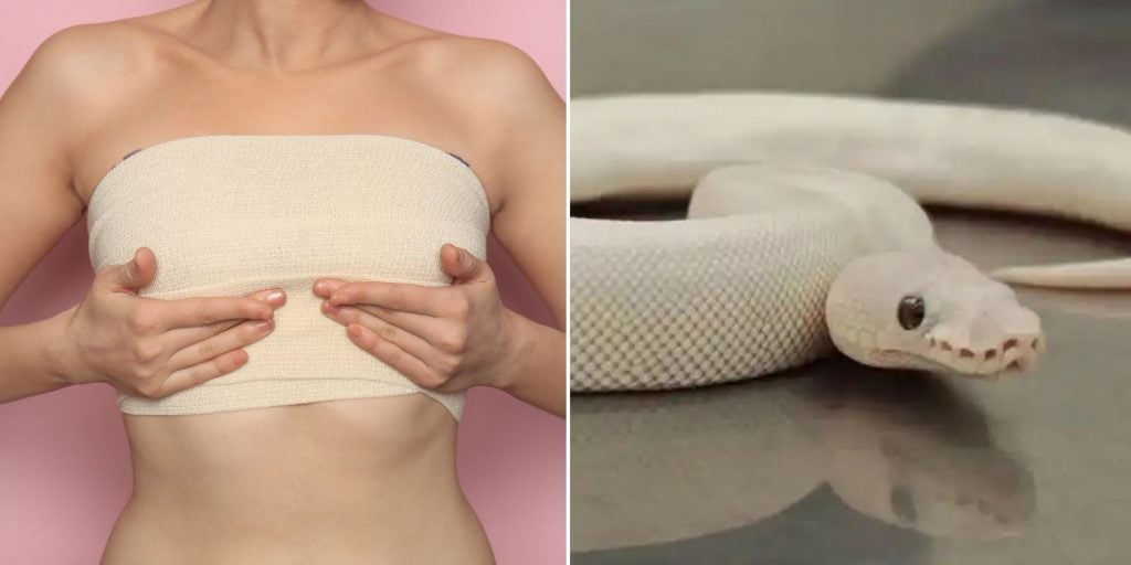 women smuggling snakes bras