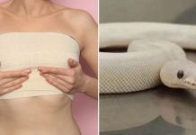 women smuggling snakes bras