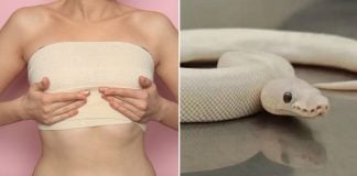 women smuggling snakes bras