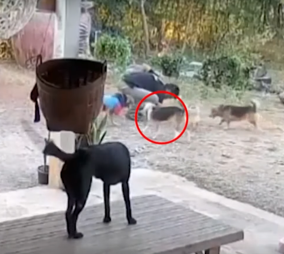 dog narcotic pills thailand