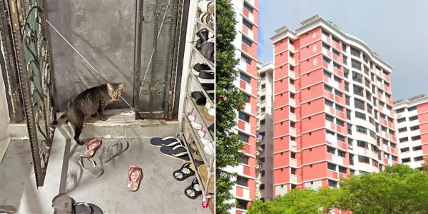 choa chu kang hdb cats