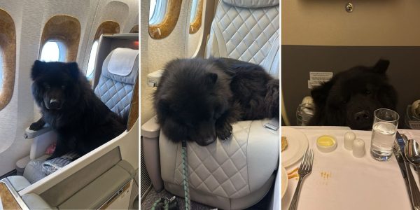 chow chow business class