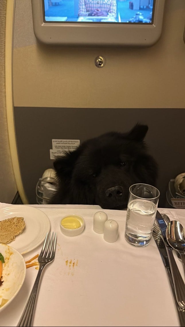 chow chow business class emirates (2)