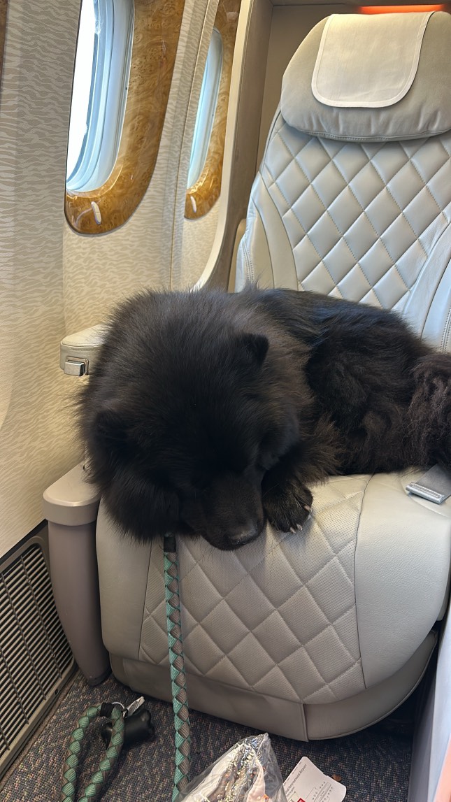 chow chow business class emirates (4)