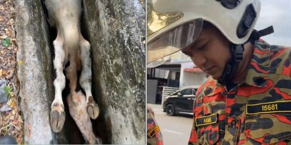 cow upside down drain