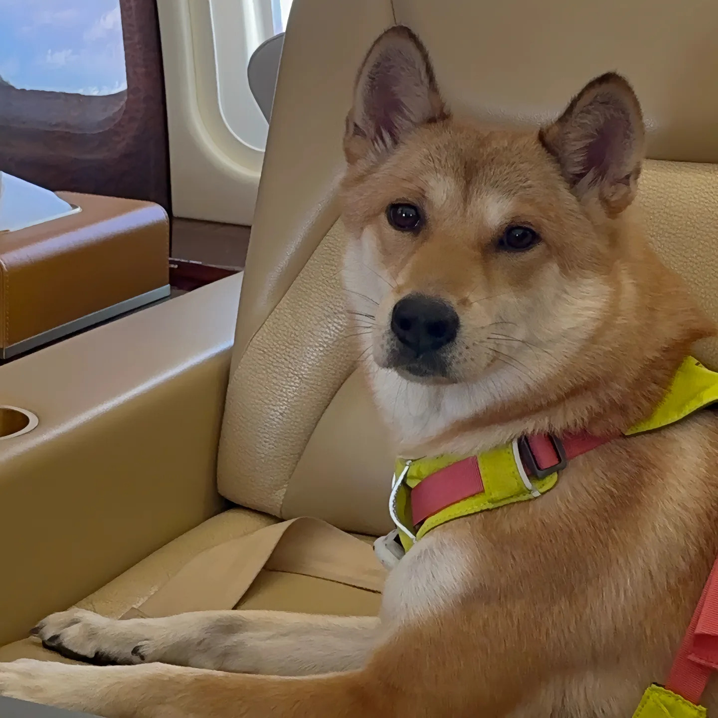 dog car fireworks eaten food