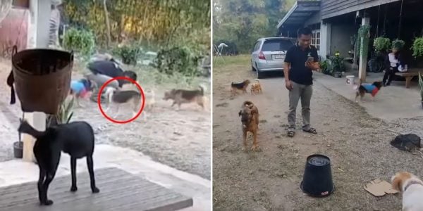 dog narcotic pills thailand