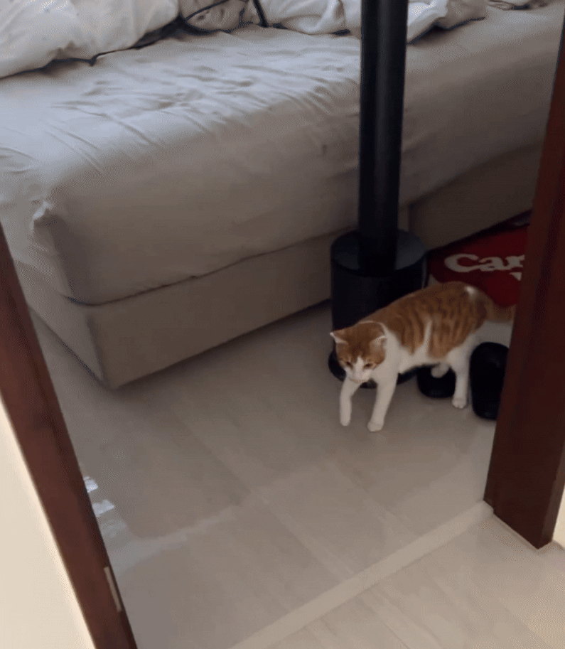 flooded house cat (2)