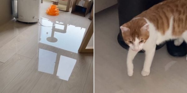 flooded house cat