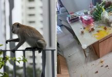monkeys punggol
