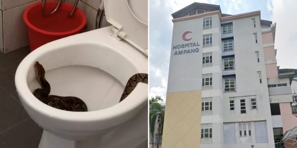 python toilet groin injuries