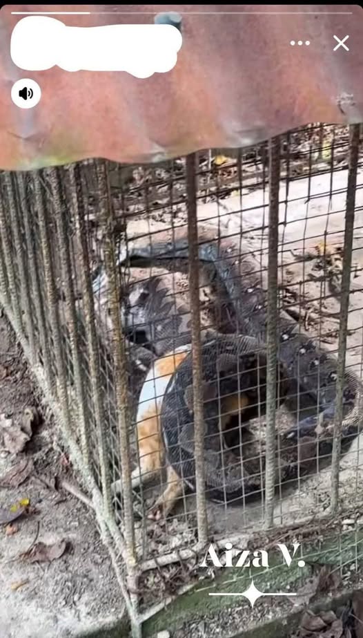 rescue cats dogs reptiles cage