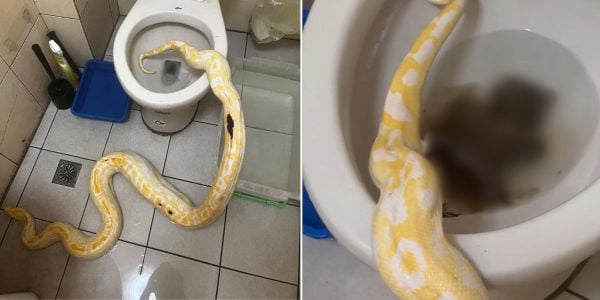 snake defecates toilet