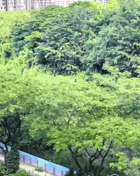 stray dogs bidadari park (1)