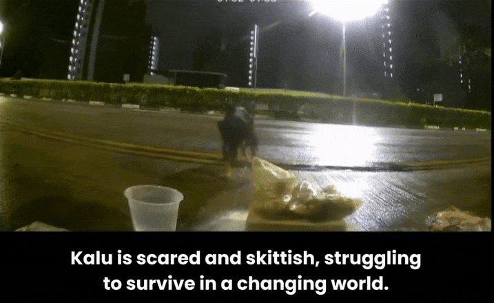 stray dogs bidadari park (2)