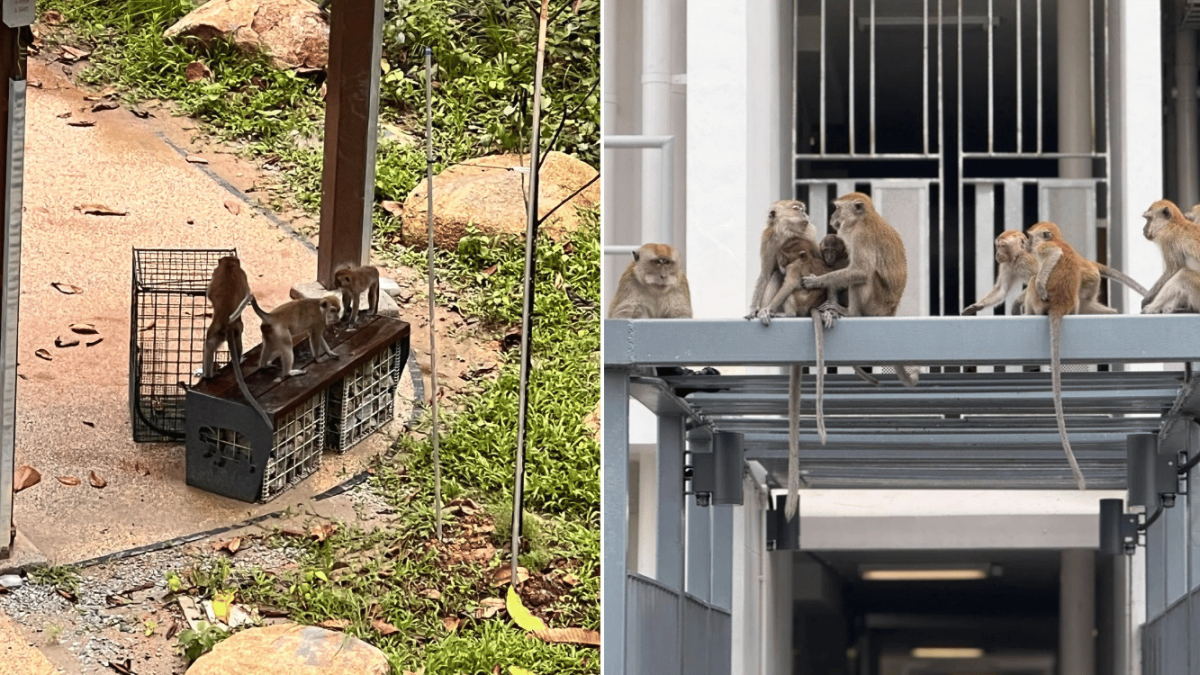 NParks traps 50 monkeys in Punggol in 2024, sterilises or removes