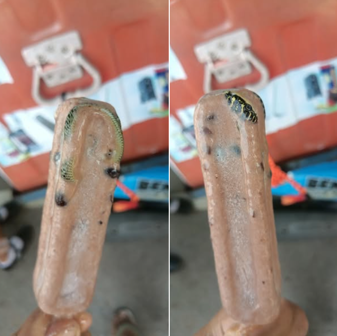snake ice cream