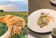 chicken milk music