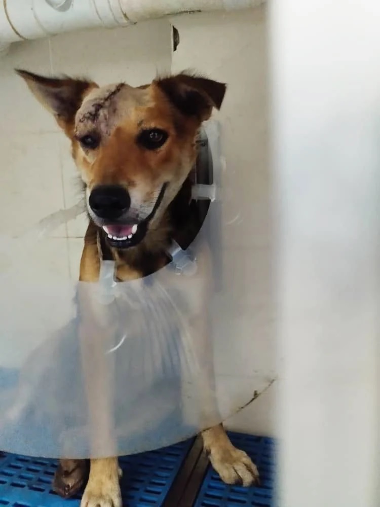 dog knife owner robbers recover