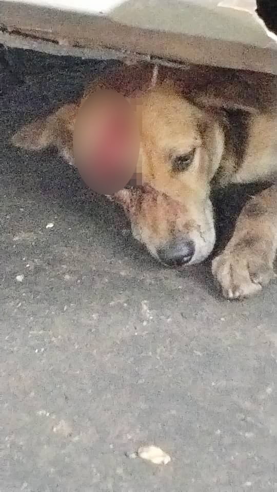 dog knife owner robbers injury