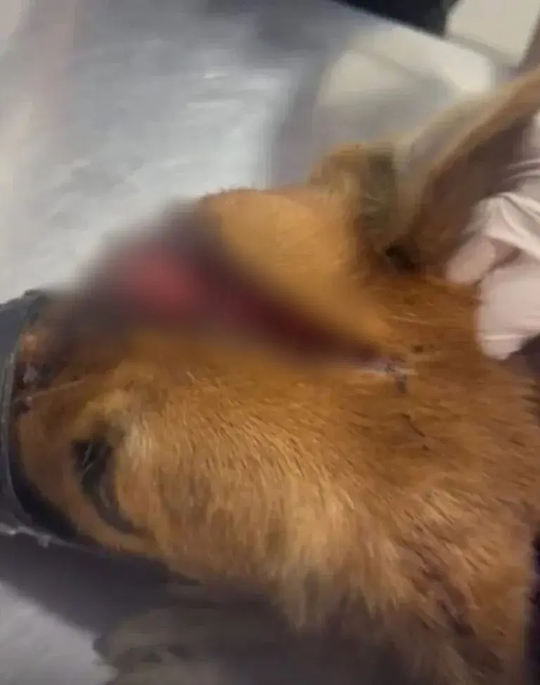 dog knife owner robbers treatment