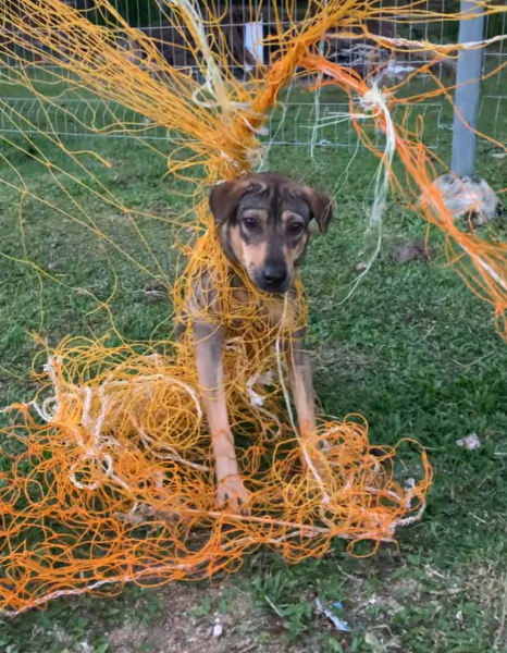 Gallery Detail: Dog In M Sia Gets Tangled In Football Goal Net