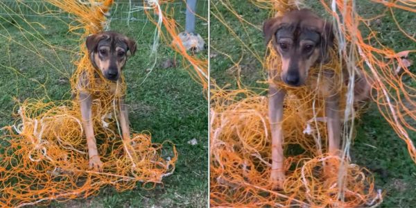 dog tangled net