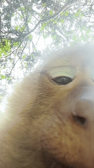 monkey tourist video