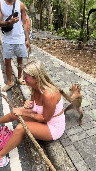 monkey tourist video