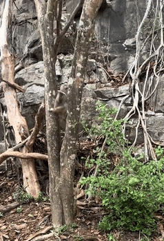 monkey tourist video