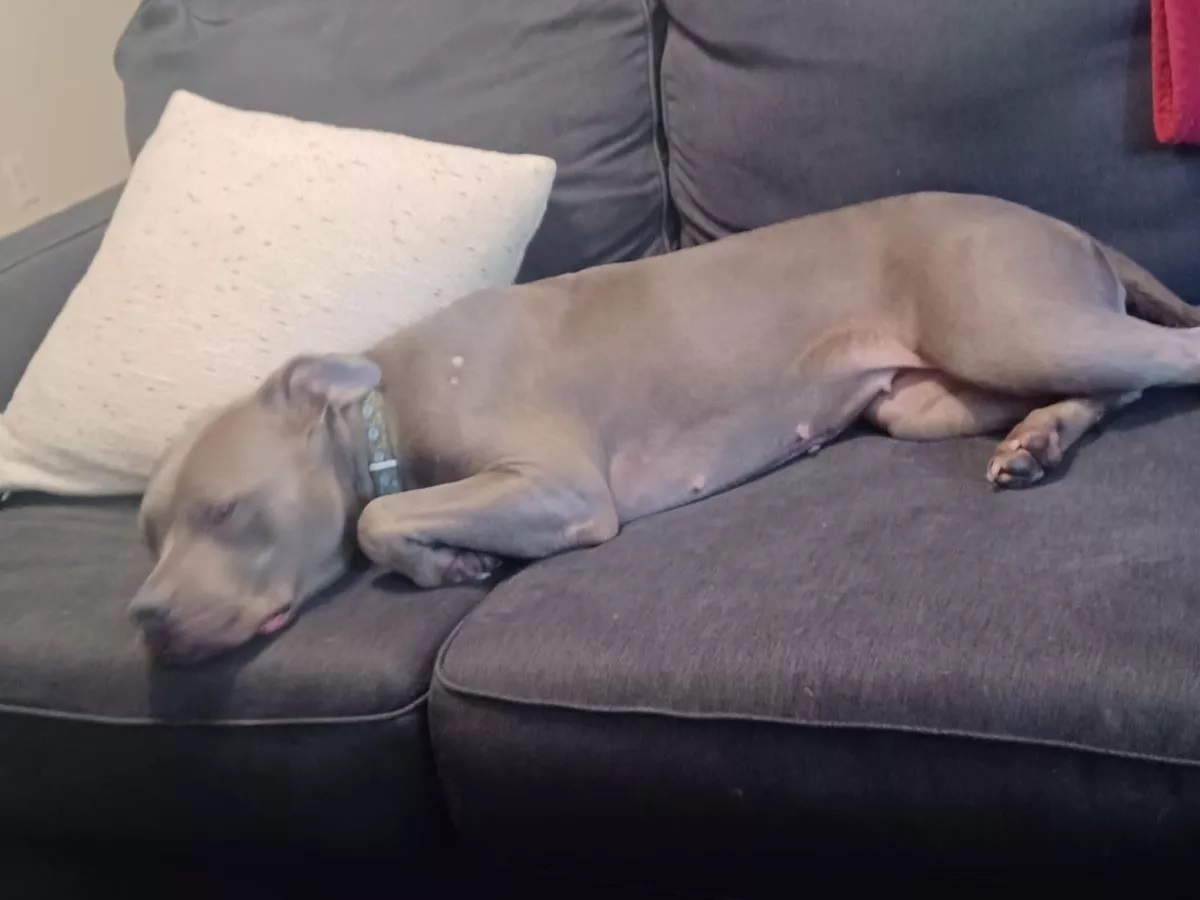 kill rescue dog mauled cremated