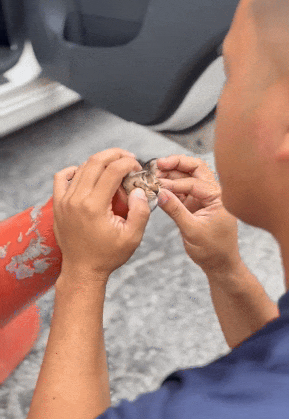 kitten stuck traffic cone (1)