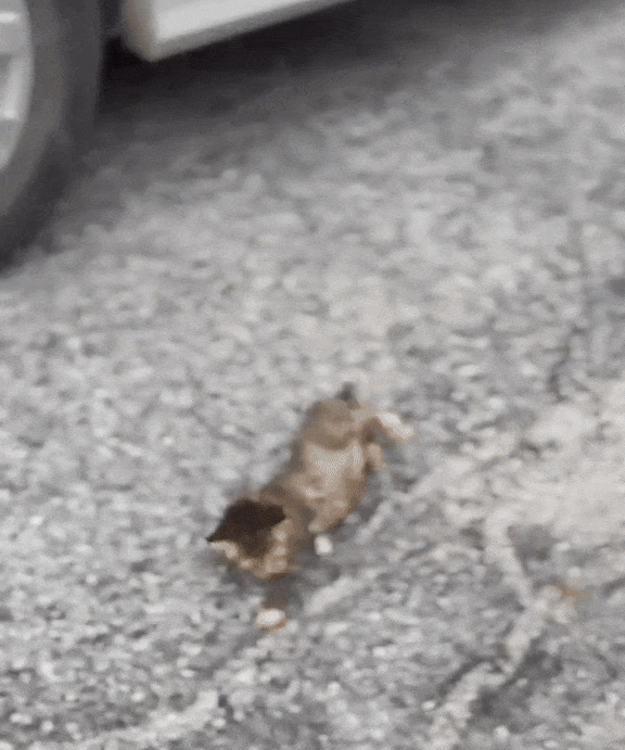 kitten stuck traffic cone (2)