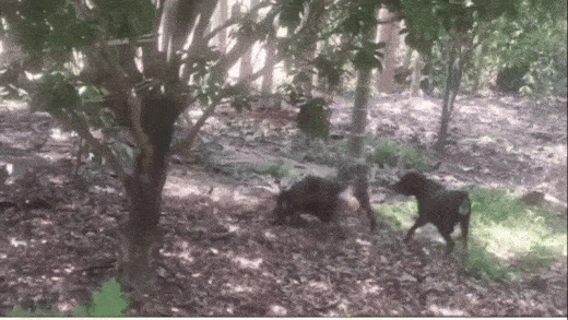 pit bull india cobra bite