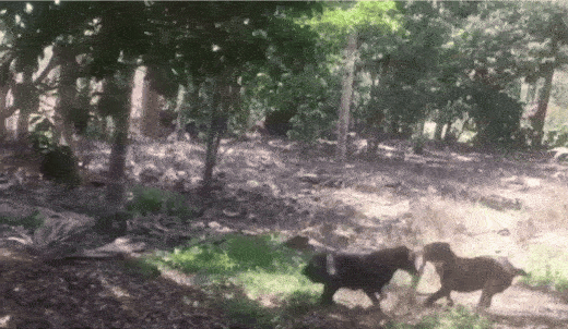 pit bull india cobra tear