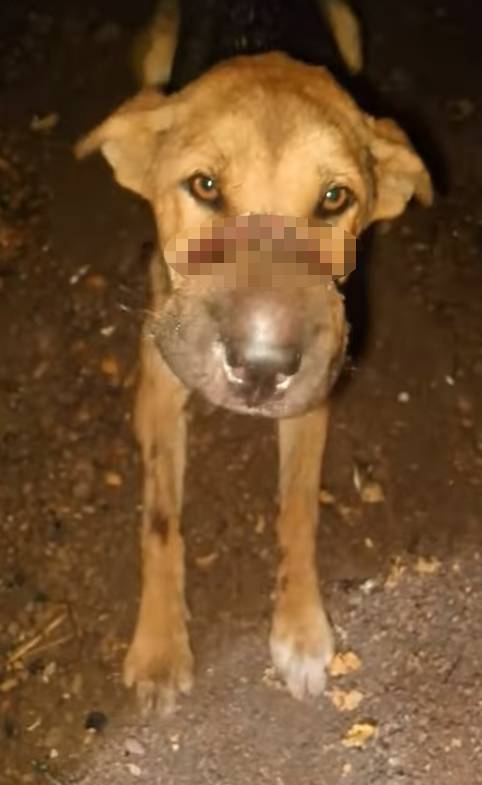 stray dog mouth flesh 1 