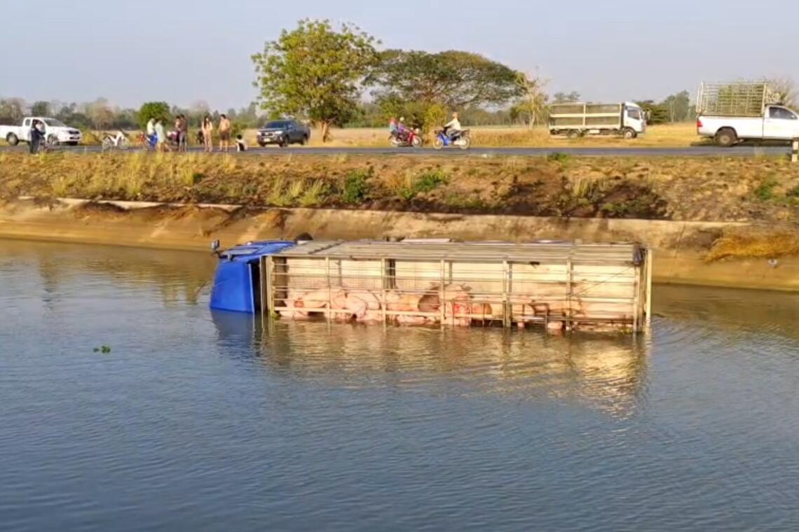truck pigs canal thailand canal