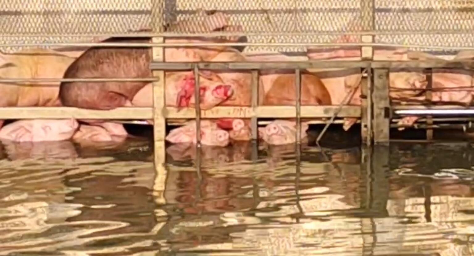 truck pigs canal thailand drowning