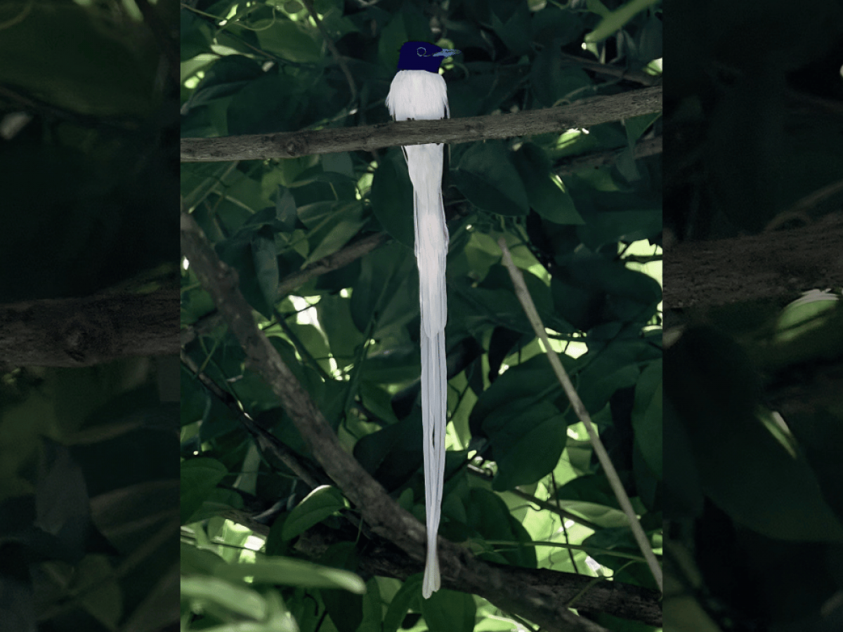 Photographer-snaps-striking-