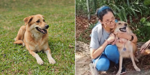 Woman reunites with pet dog 3 days after it went missing