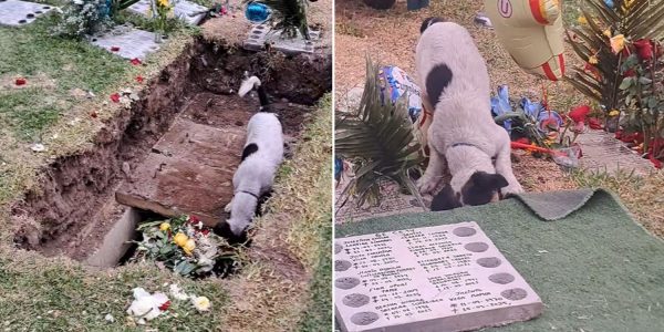 dog follow owner grave
