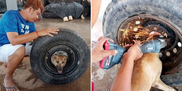 dog trapped wheel