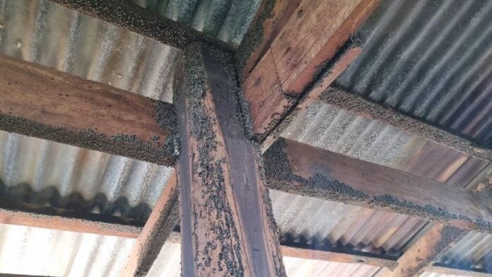 evacuate elderly home insects beetle