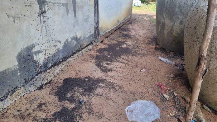 evacuate elderly home insects outside