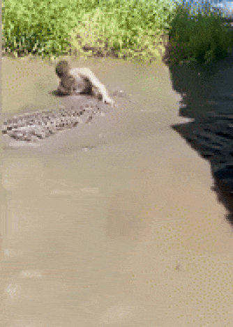 tourist crocodile Philippines