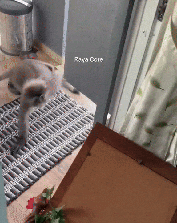 monkey steals mirror (2)