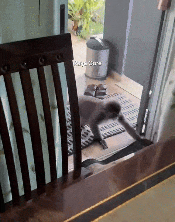 monkey steals mirror (3)