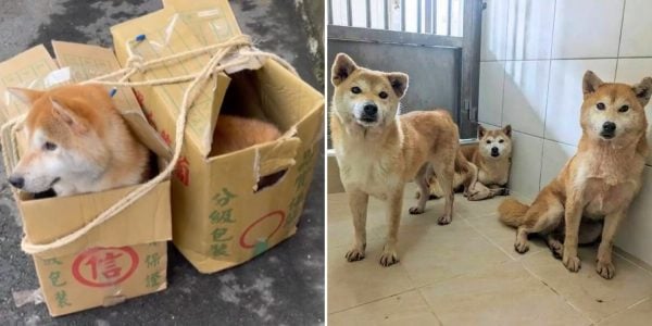 shiba inus abandoned