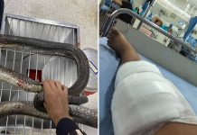 woman king cobra thailand