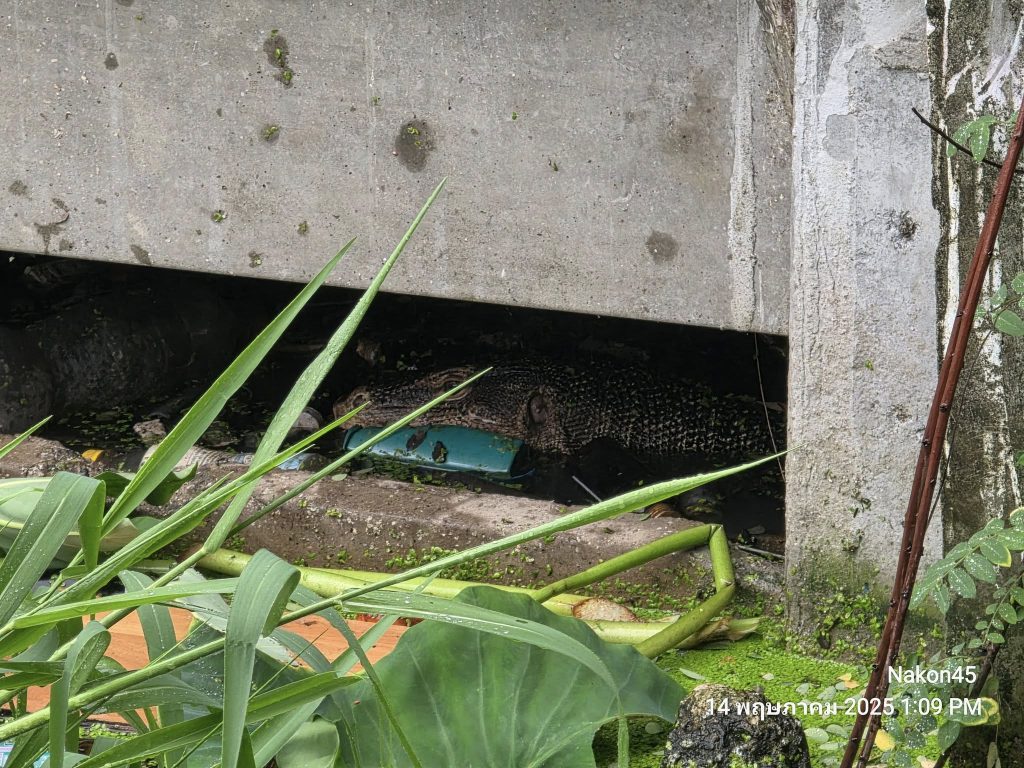 newborn monitor lizard